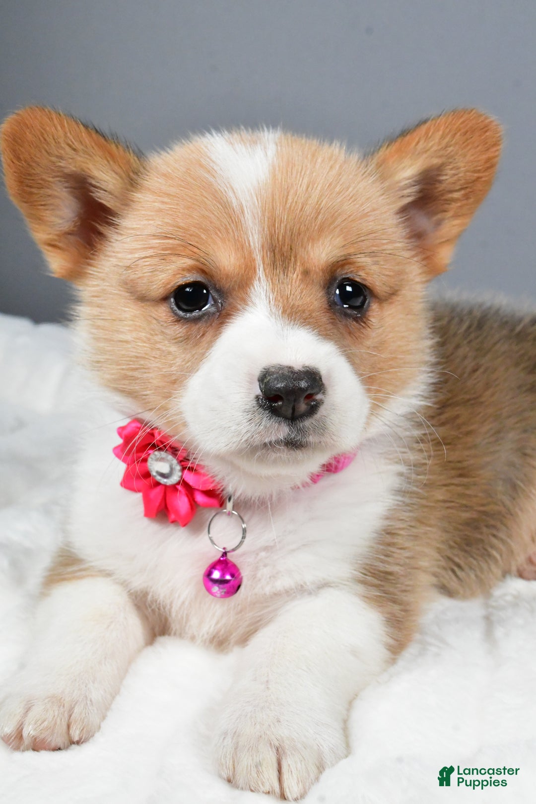 Welsh Corgi Pembroke dogs for sale: Bell - Ad 8