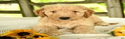 Mini Goldendoodle dogs for sale: Troy - Ad 8