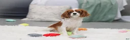 Cavalier King Charles Spaniel dogs for sale: Arlo - Ad 11