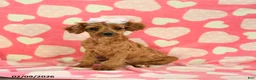 Cavapoo dogs for sale: Whisper - Ad 5