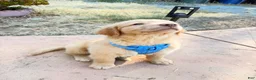 Golden Retriever dogs for sale: Golden Retriever Male - Ad 2