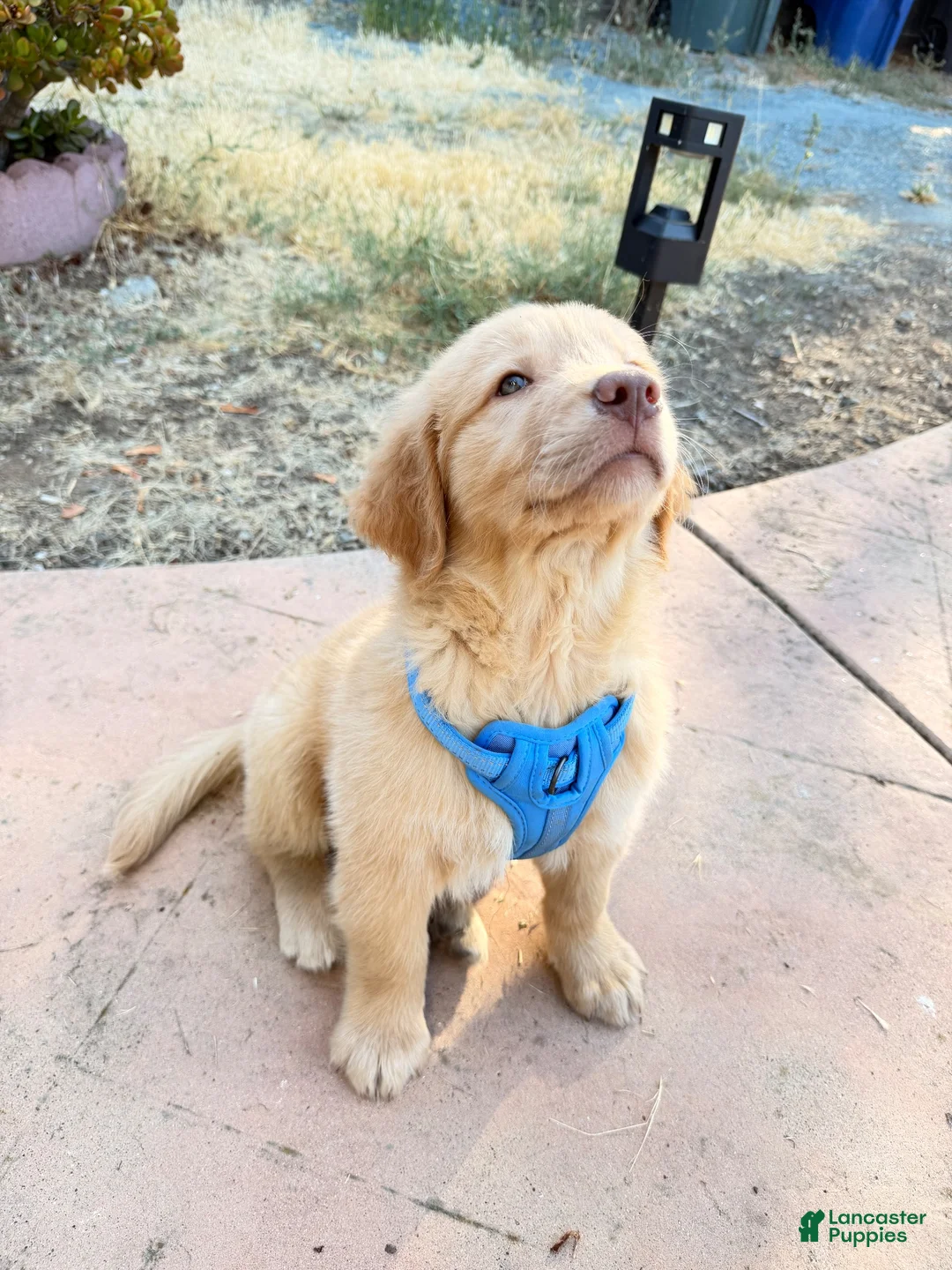 Golden Retriever dogs for sale: Golden Retriever Male - Ad 2