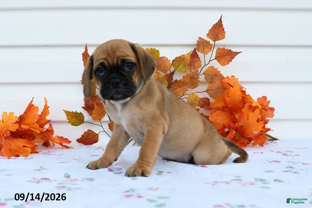 Puggle dogs for sale: Allie - Ad 2