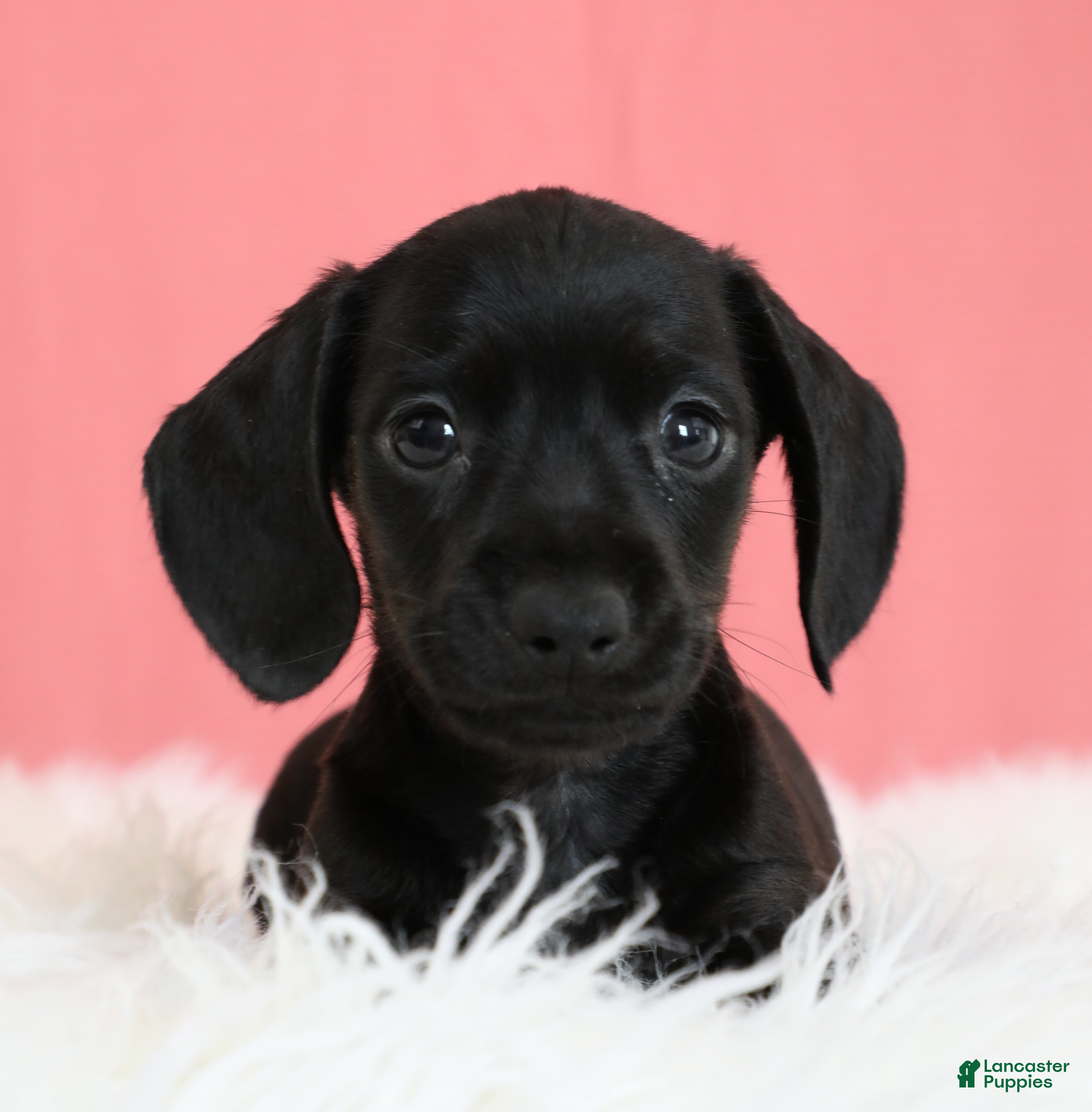 Miniature Dachshund dogs Cherry 🍒 - Ad 2
