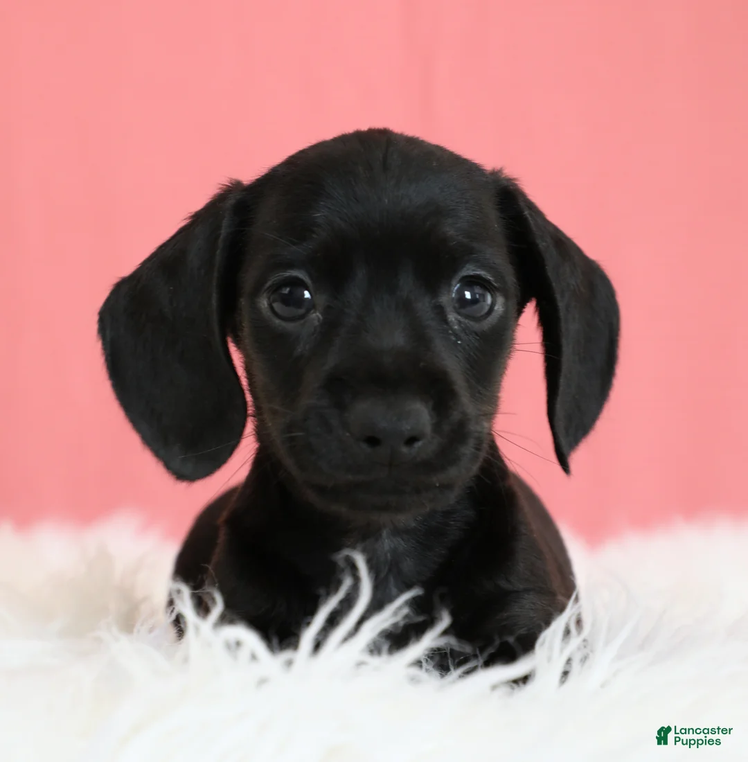 Miniature Dachshund dogs for sale: Cherry 🍒 - Ad 2