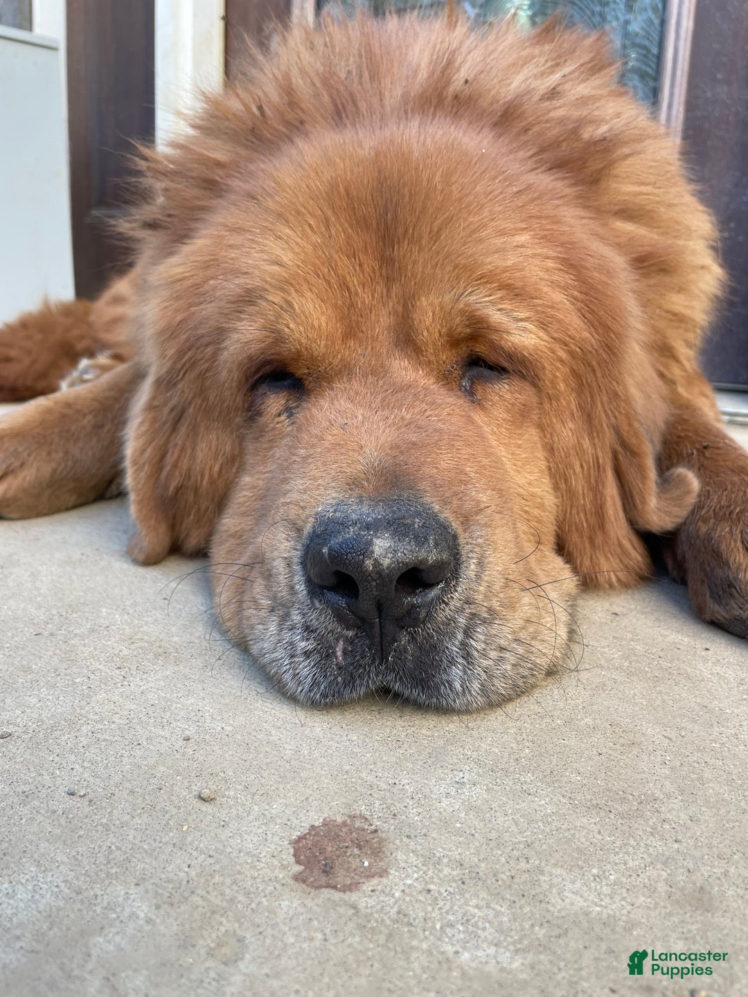 Mixed Breed dogs for sale: Tibetan Mastiff/Bernese Mountain Dog Male 2 - Ad 22