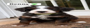 Benny