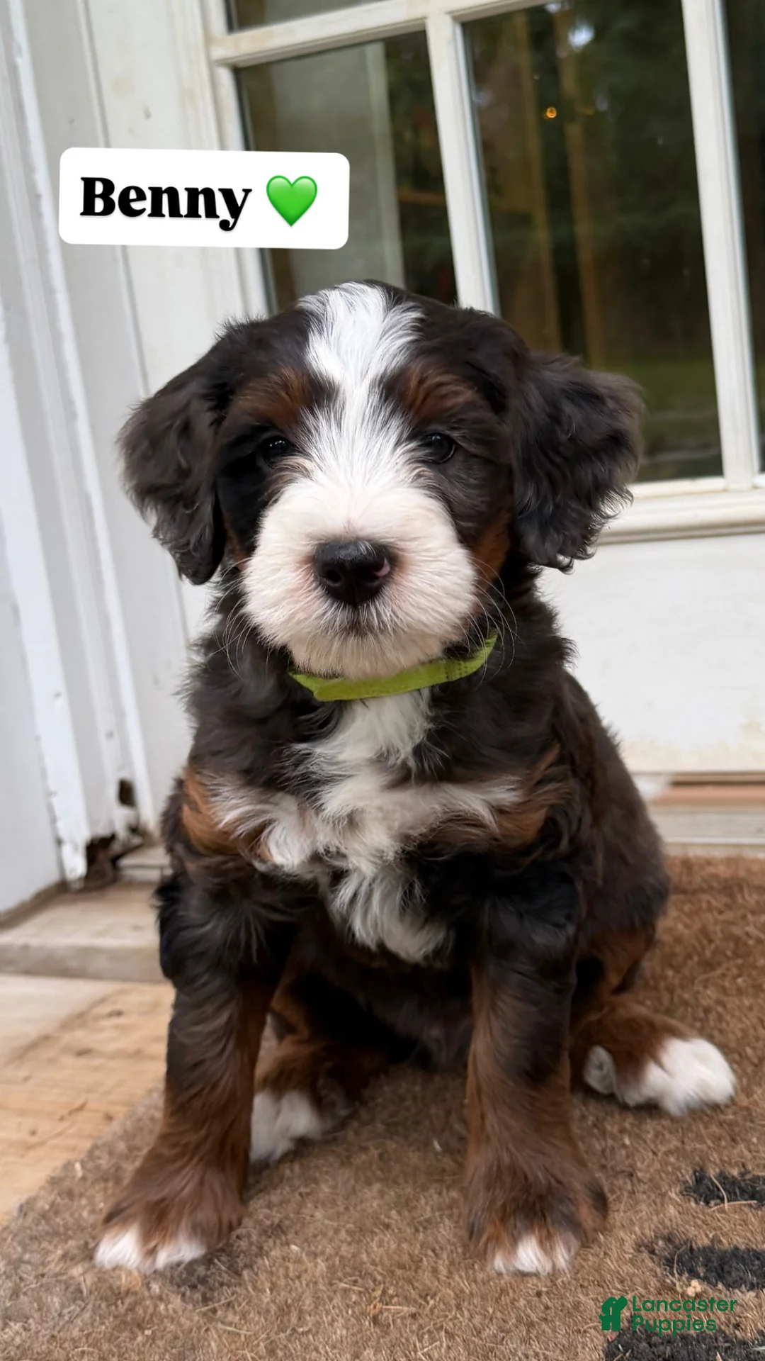 Mini Bernedoodle dogs for sale: Benny - Ad 1