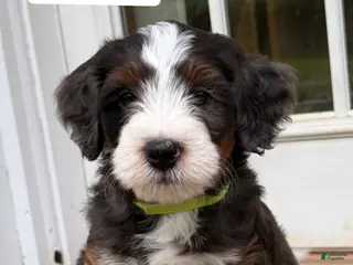 Mini Bernedoodle dogs Benny - Ad 6