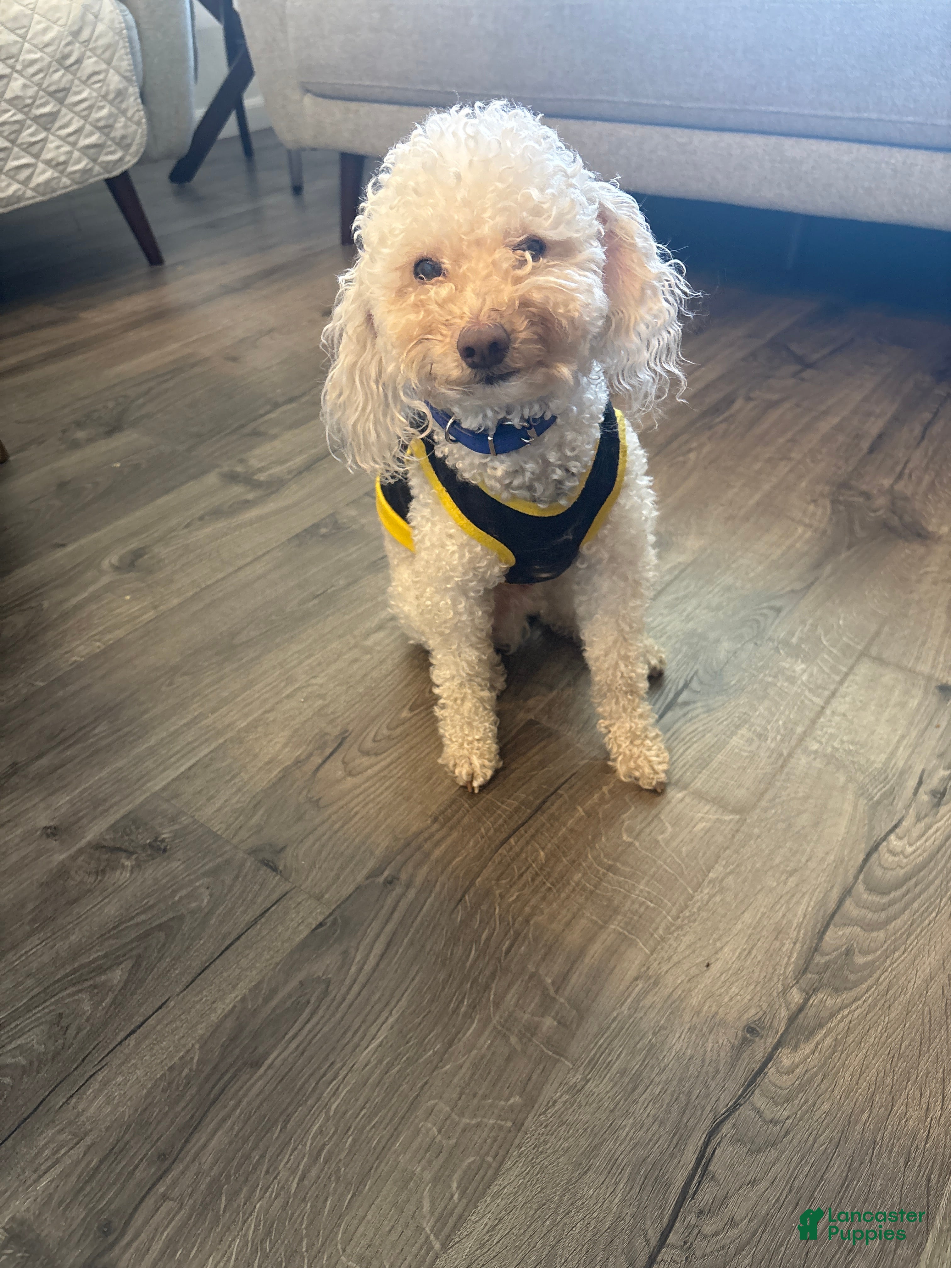 Bichpoo dogs Bichpoo Puppy 1 - Ad 1