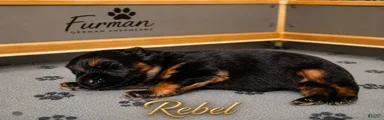 German Shepherd 3