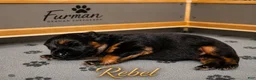German Shepherd dogs for sale: German Shepherd 3 - Ad 1