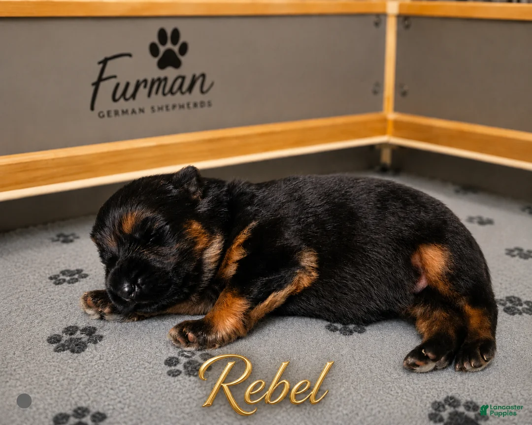 German Shepherd dogs for sale: German Shepherd 3 - Ad 1