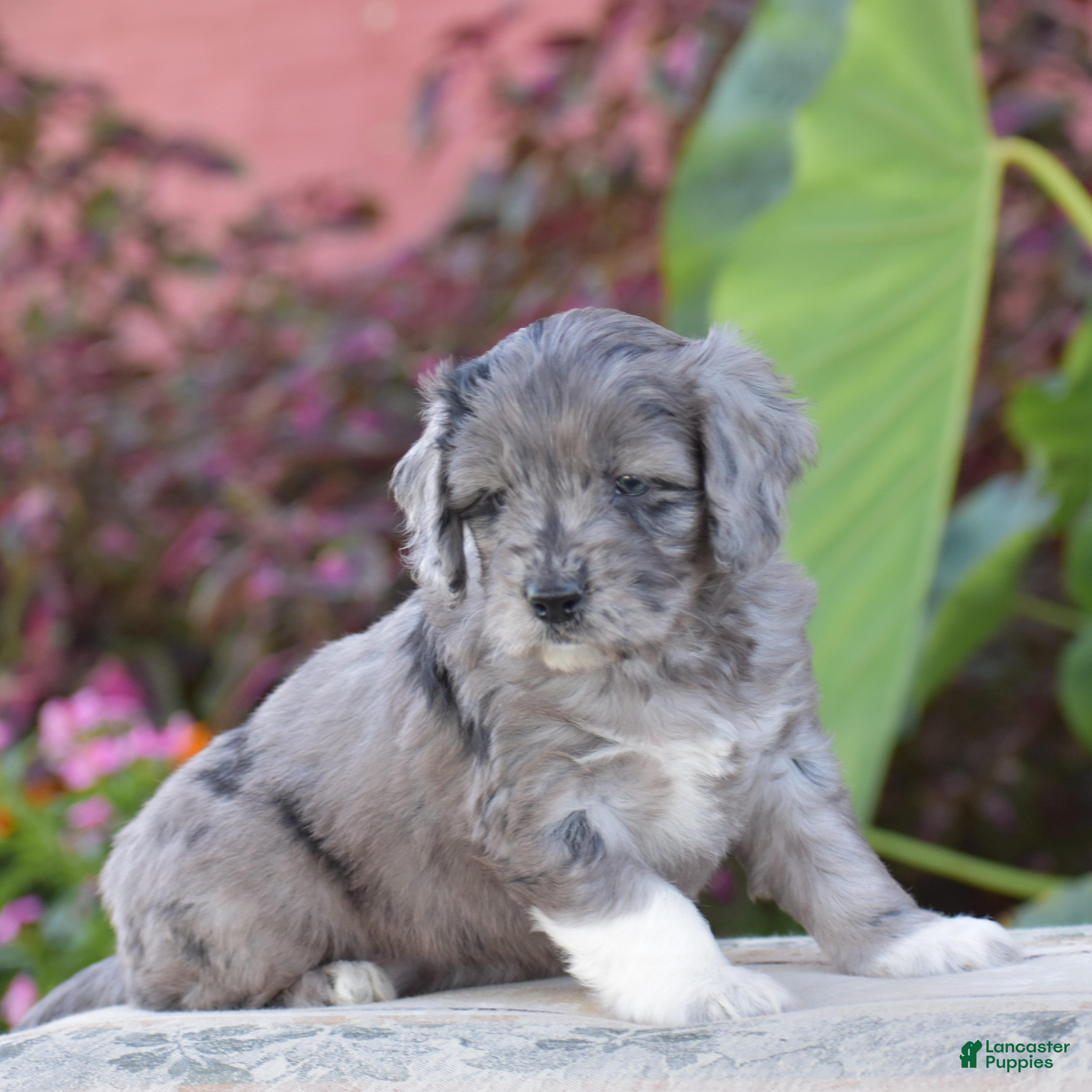 Mini Goldendoodle dogs Harmony - Ad 2