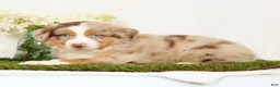 Miniature Australian Shepherd dogs for sale: Laker - Ad 5