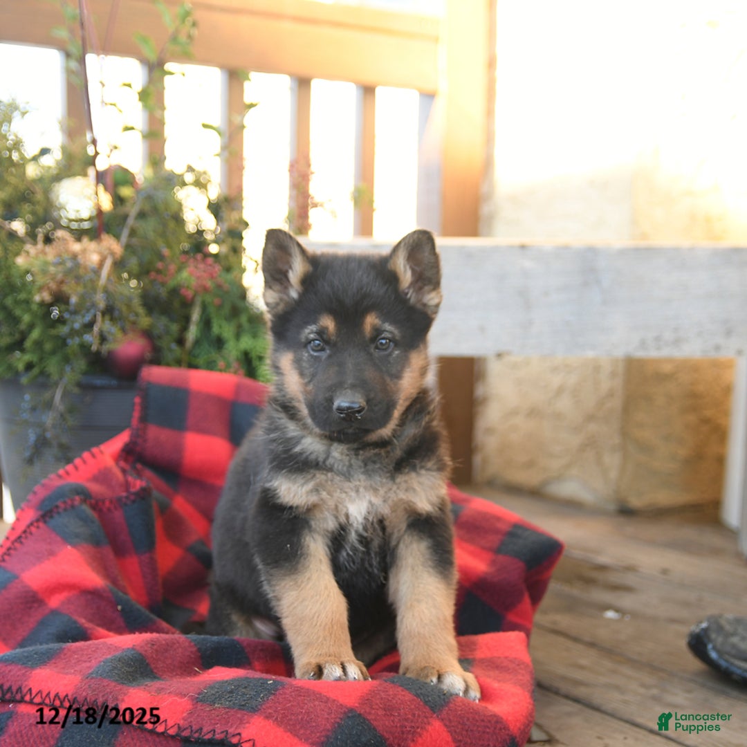 German Shepherd dogs for sale: Mack  - Ad 5
