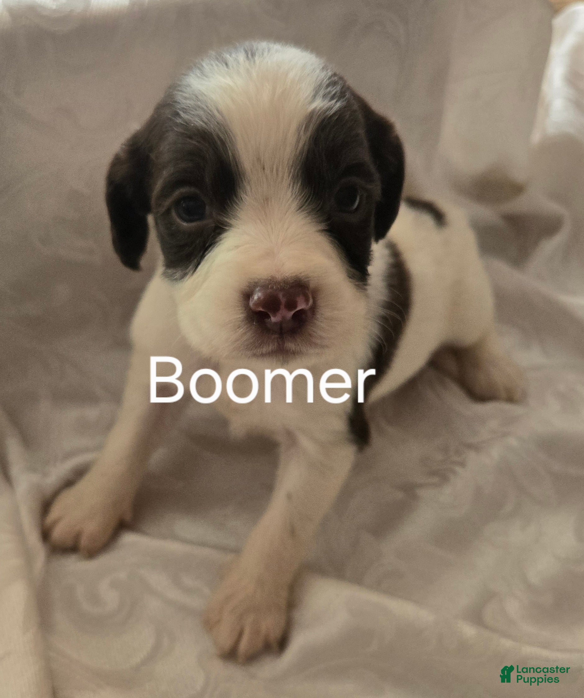 English Springer Spaniel dogs Boomer - Ad 2