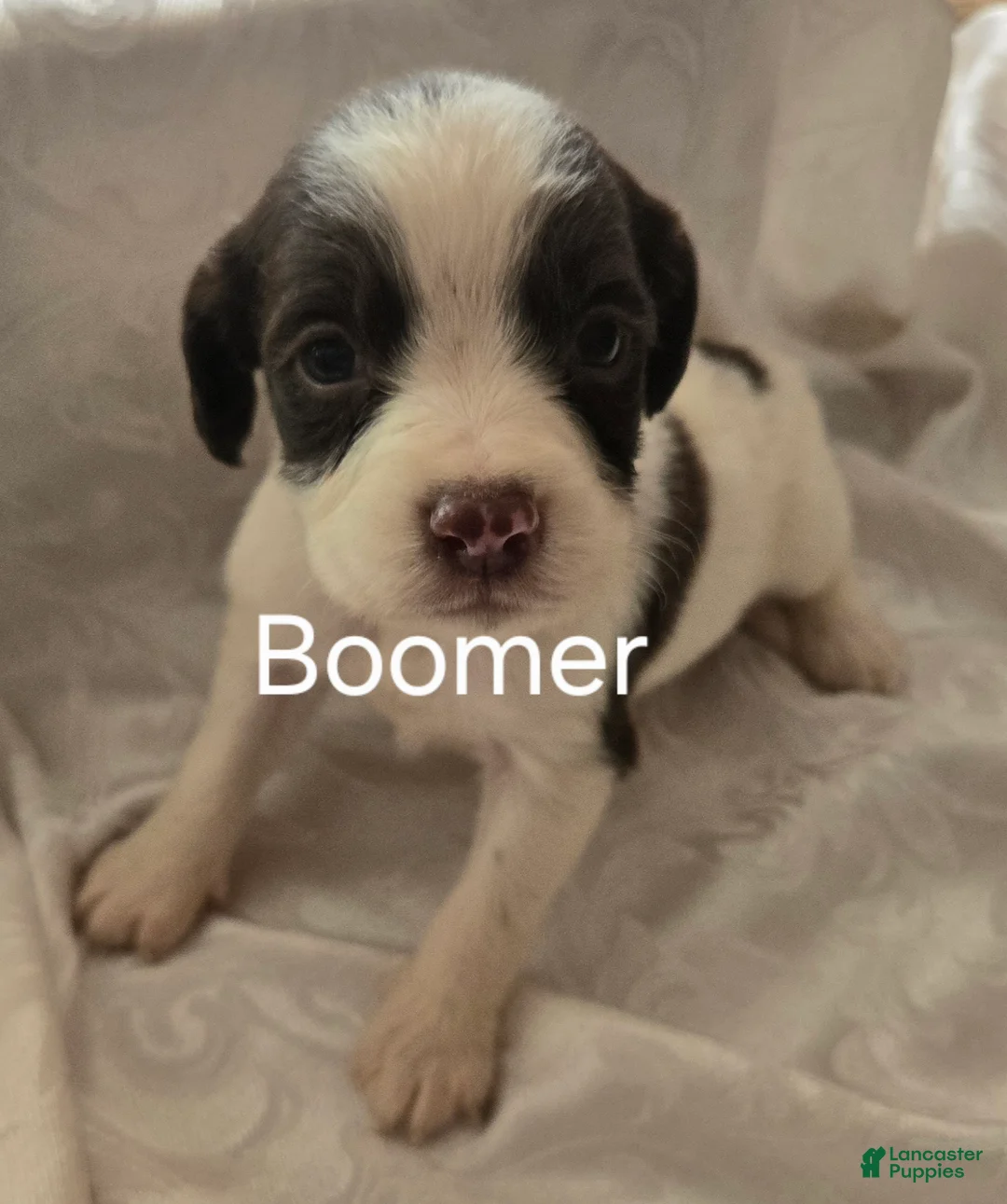 English Springer Spaniel dogs for sale: Boomer - Ad 2