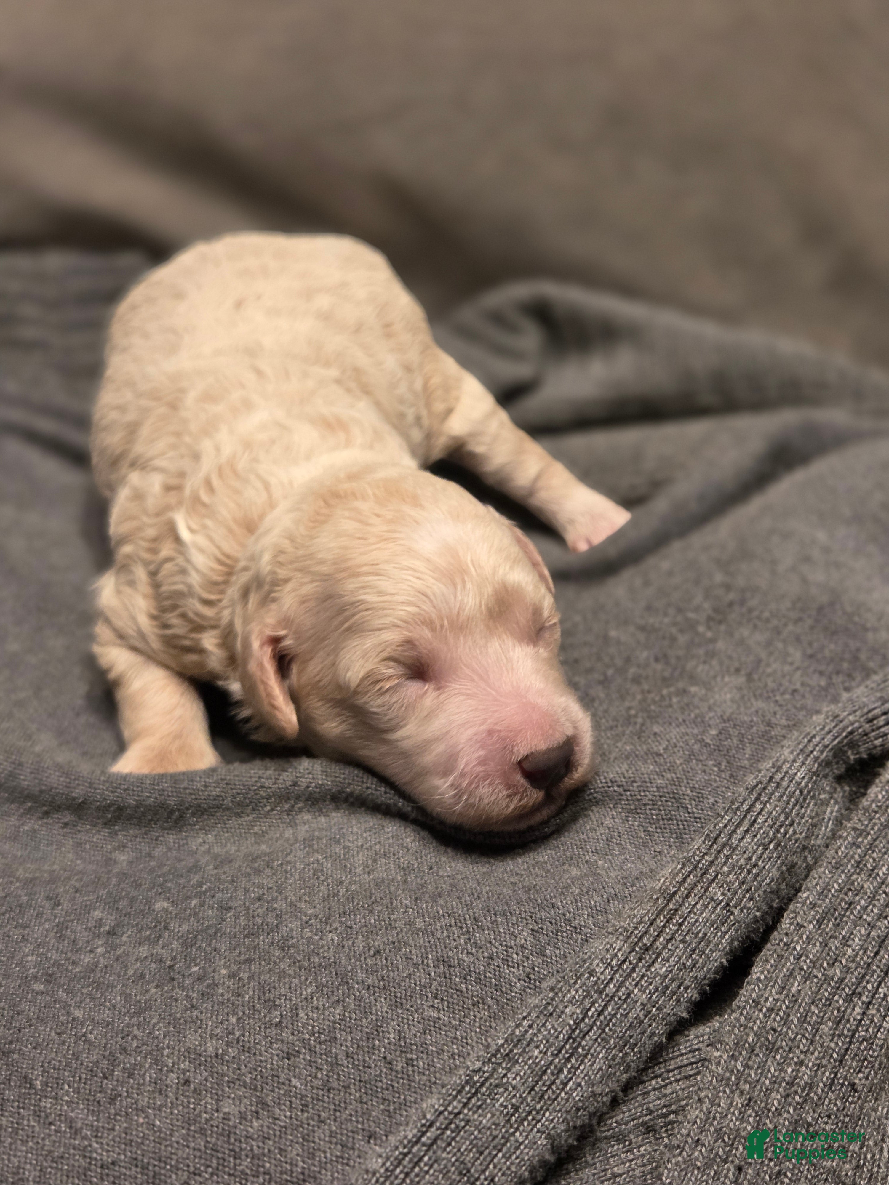 Mini Goldendoodle dogs Mini Goldendoodle Puppy 3 - Ad 2