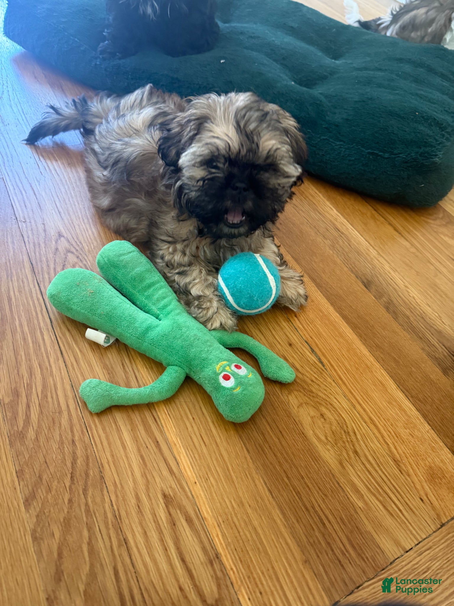 Shih Tzu dogs Mini - Ad 2