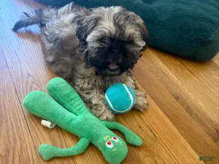 Shih Tzu dogs for sale: Mini - Ad 1