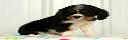 Cavalier King Charles Spaniel dogs for sale: Leo - Ad 5