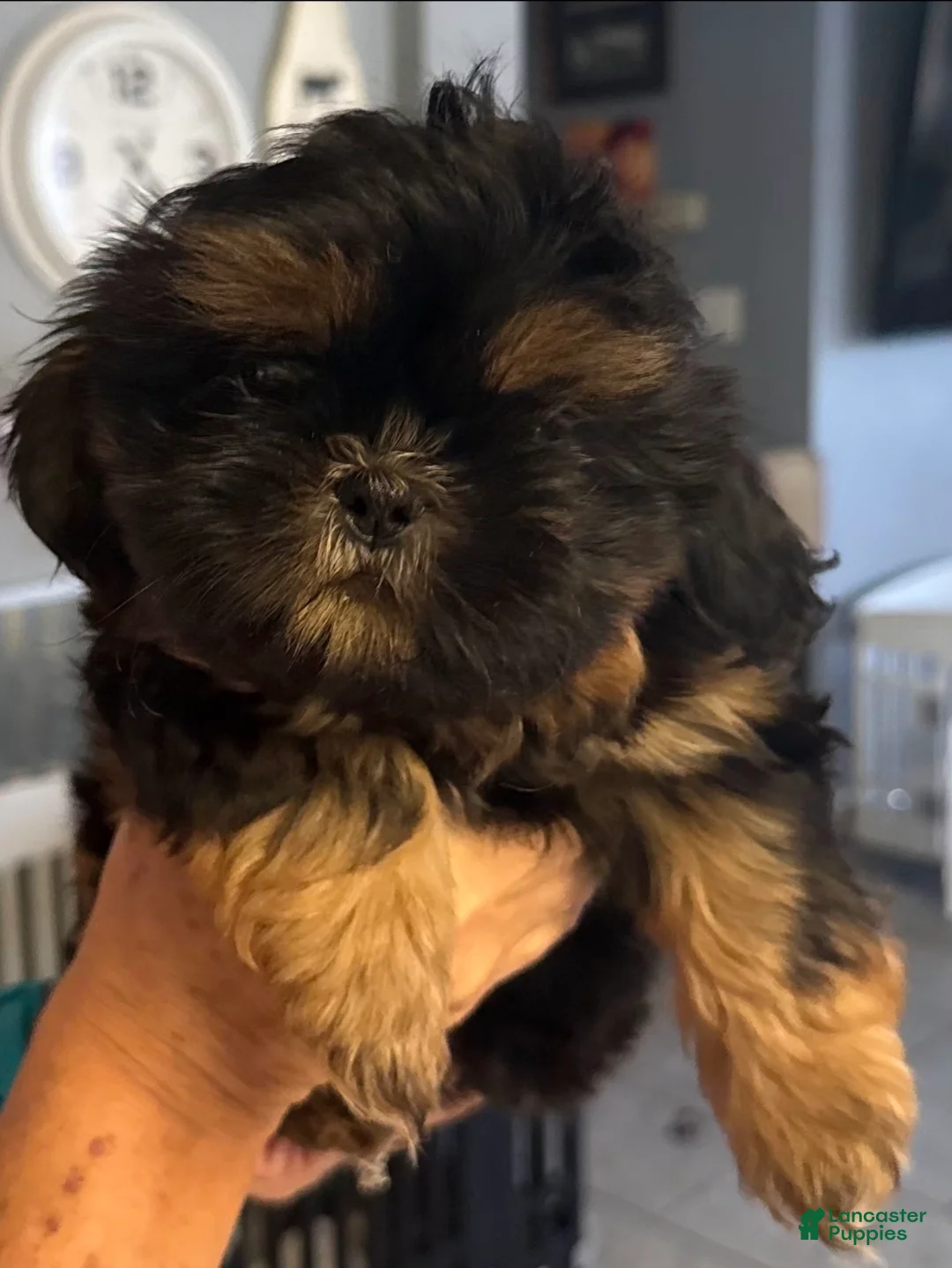 Shih Tzu dogs for sale: Tigger - Ad 1