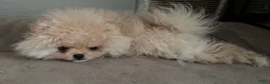 Pomeranian Puppy 4