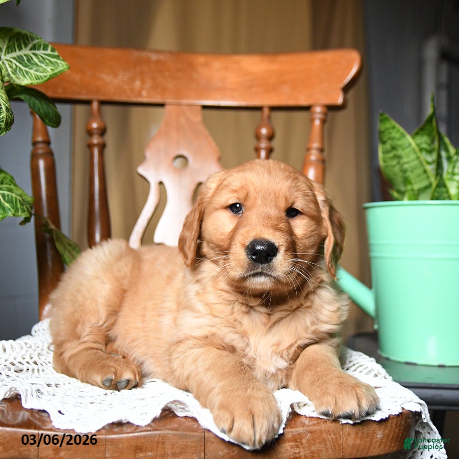 Golden Retriever dogs Clementine - Ad 2