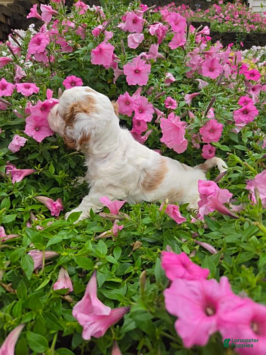 Cockapoo dogs for sale: Lilly - Ad 3