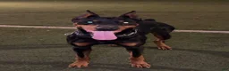 Doberman Pinscher dogs for sale: Doberman Pinscher 1 - Ad 5