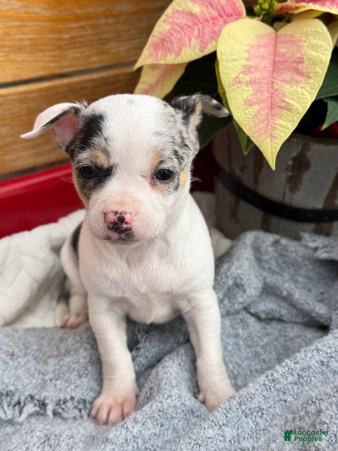 Chihuahua dogs for sale: Clara - Ad 6