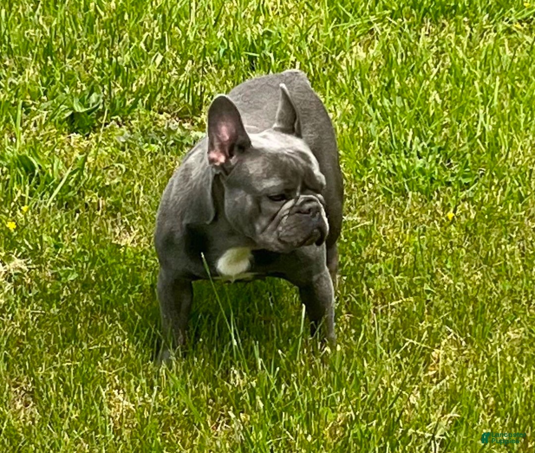 French Bulldog dogs for sale: ❤️ Rudolph - Ad 6