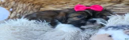 Shih Tzu dogs for sale: STELLA - Ad 5