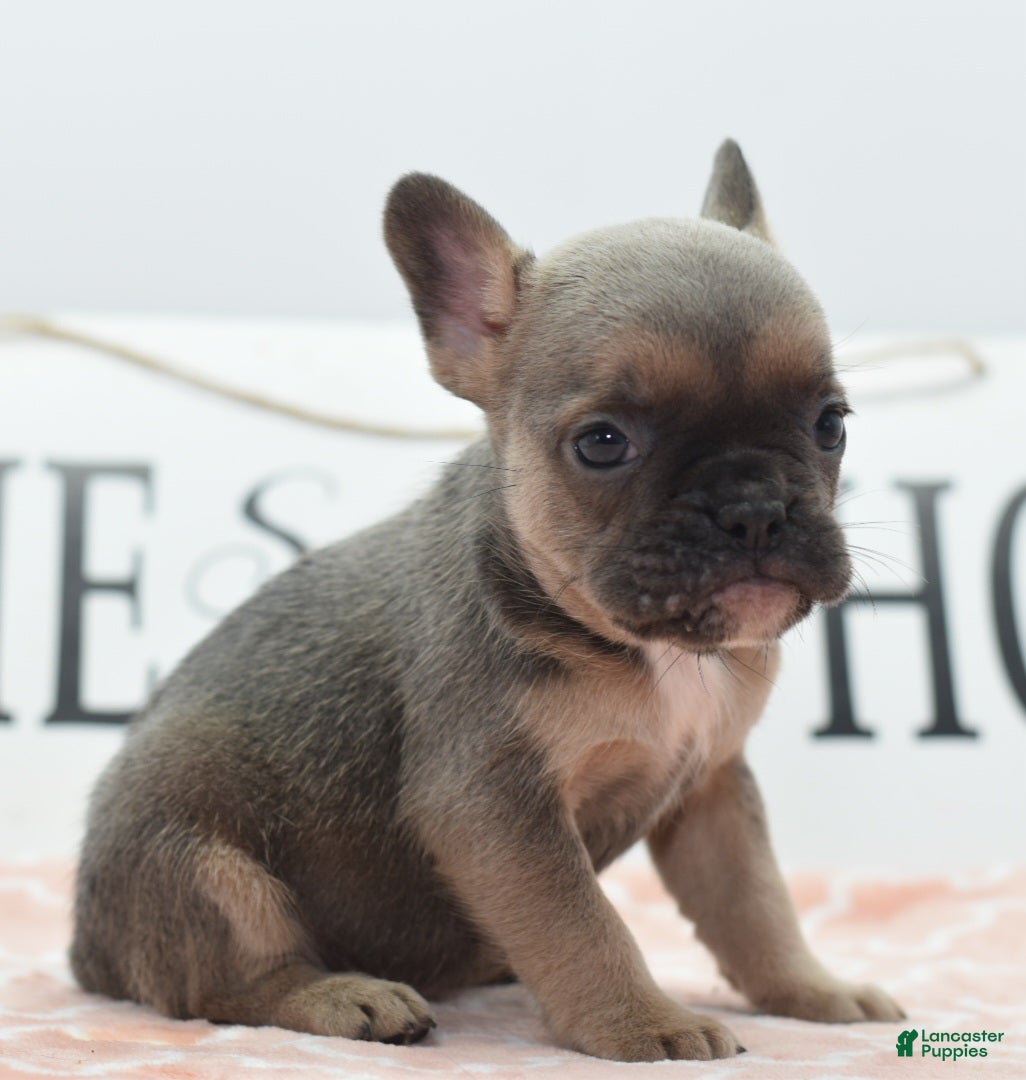 Mixed Breed dogs Nova blue  - Ad 1