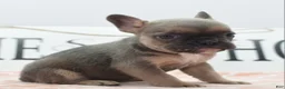 Mixed Breed dogs for sale: Nova blue  - Ad 14