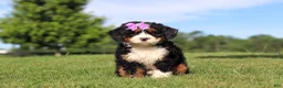 Mini Bernedoodle dogs for sale: Mint - Ad 3