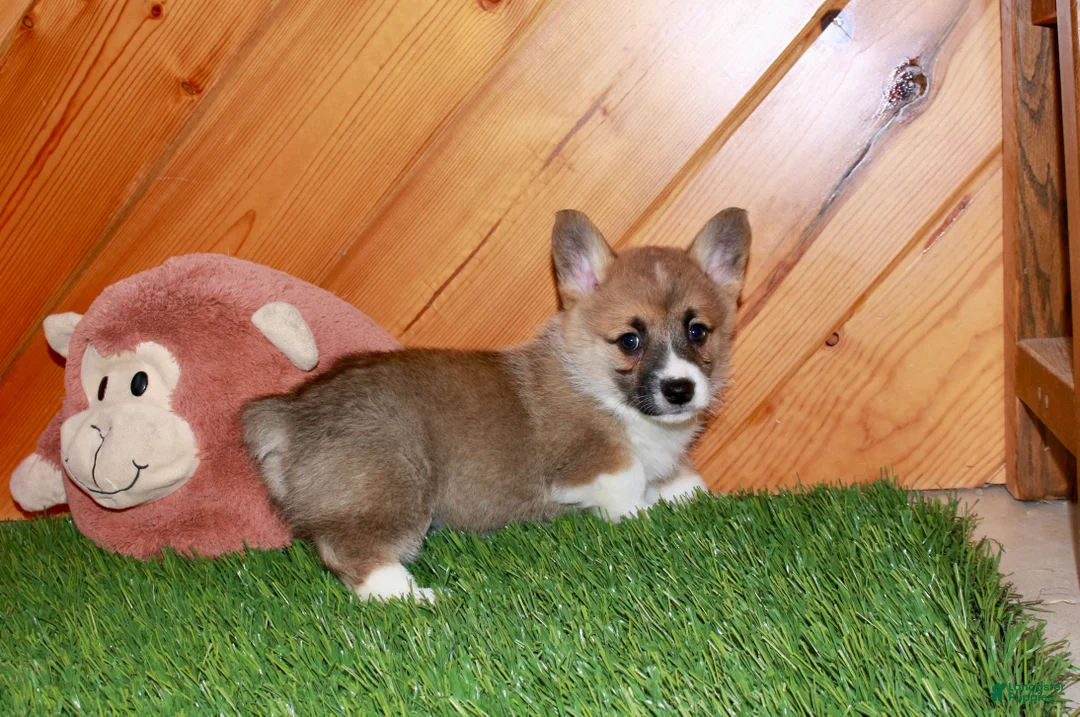 Welsh Corgi Pembroke dogs for sale: Welsh Corgi Pembroke (Cora) 8914 - Ad 2