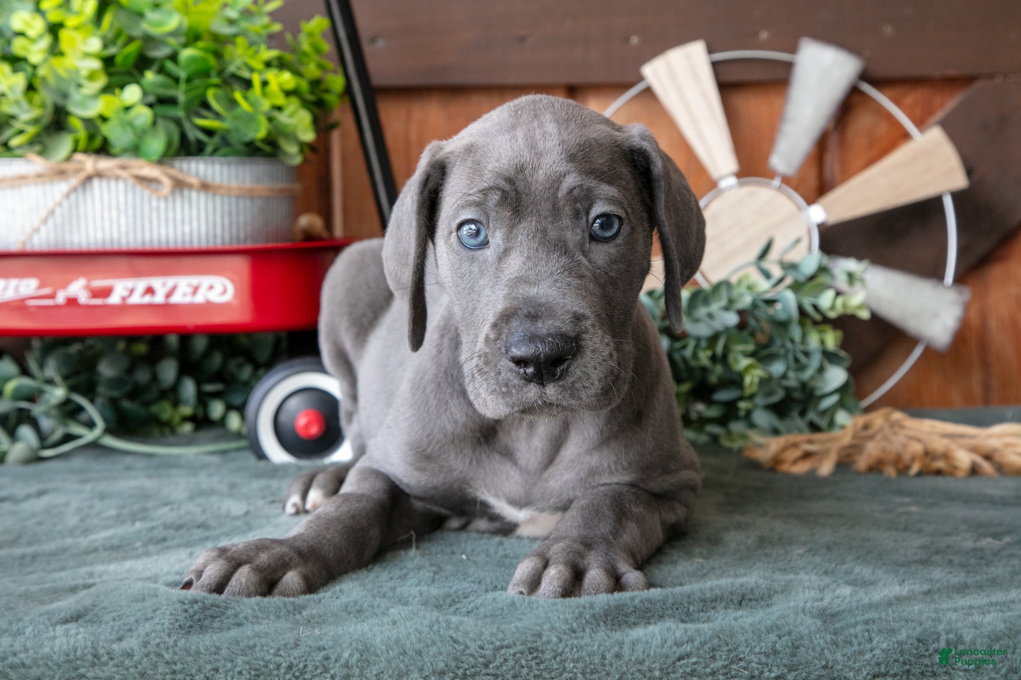 Great Dane dogs Misty - Ad 1