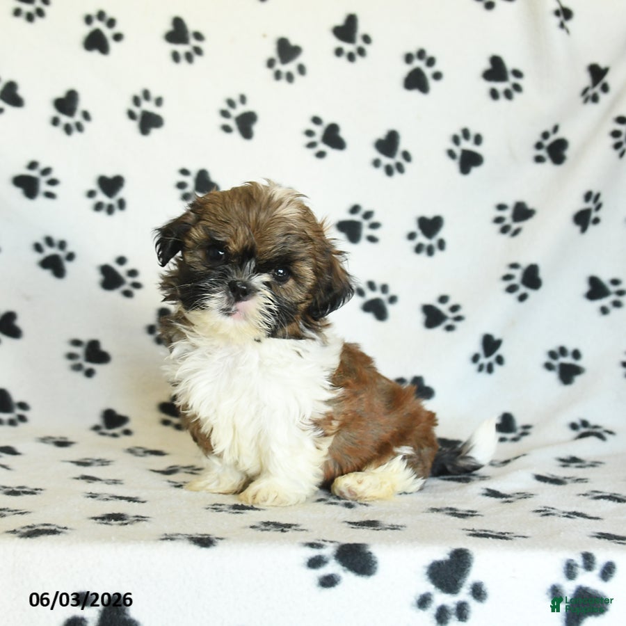 Shih Tzu dogs Tashi - Ad 2