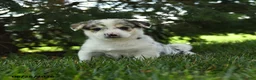 Mixed Breed dogs for sale: Aurora - Ad 3