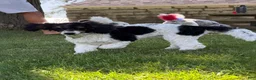 Miniature Poodle dogs for sale: Ivy - Ad 7