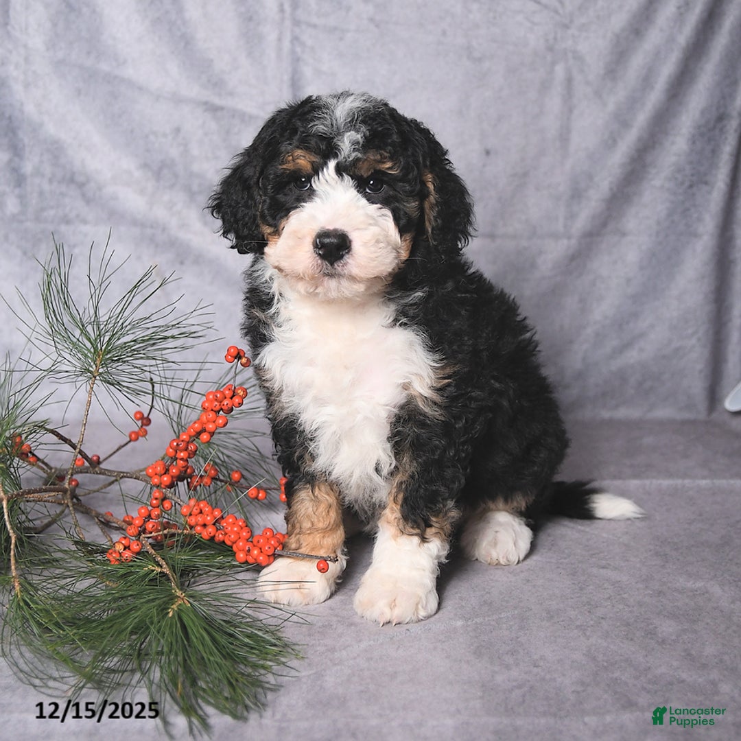 Bernedoodle dogs for sale: Champ  - Ad 2