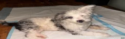 Aussiedoodle dogs for sale: Aussiedoodle 1 - Ad 3