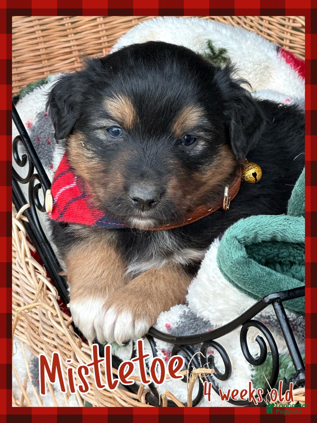 Miniature Australian Shepherd dogs for sale: Mistletoe - Ad 1