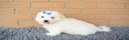 Maltese dogs for sale: Bryson 🐾 - Ad 6