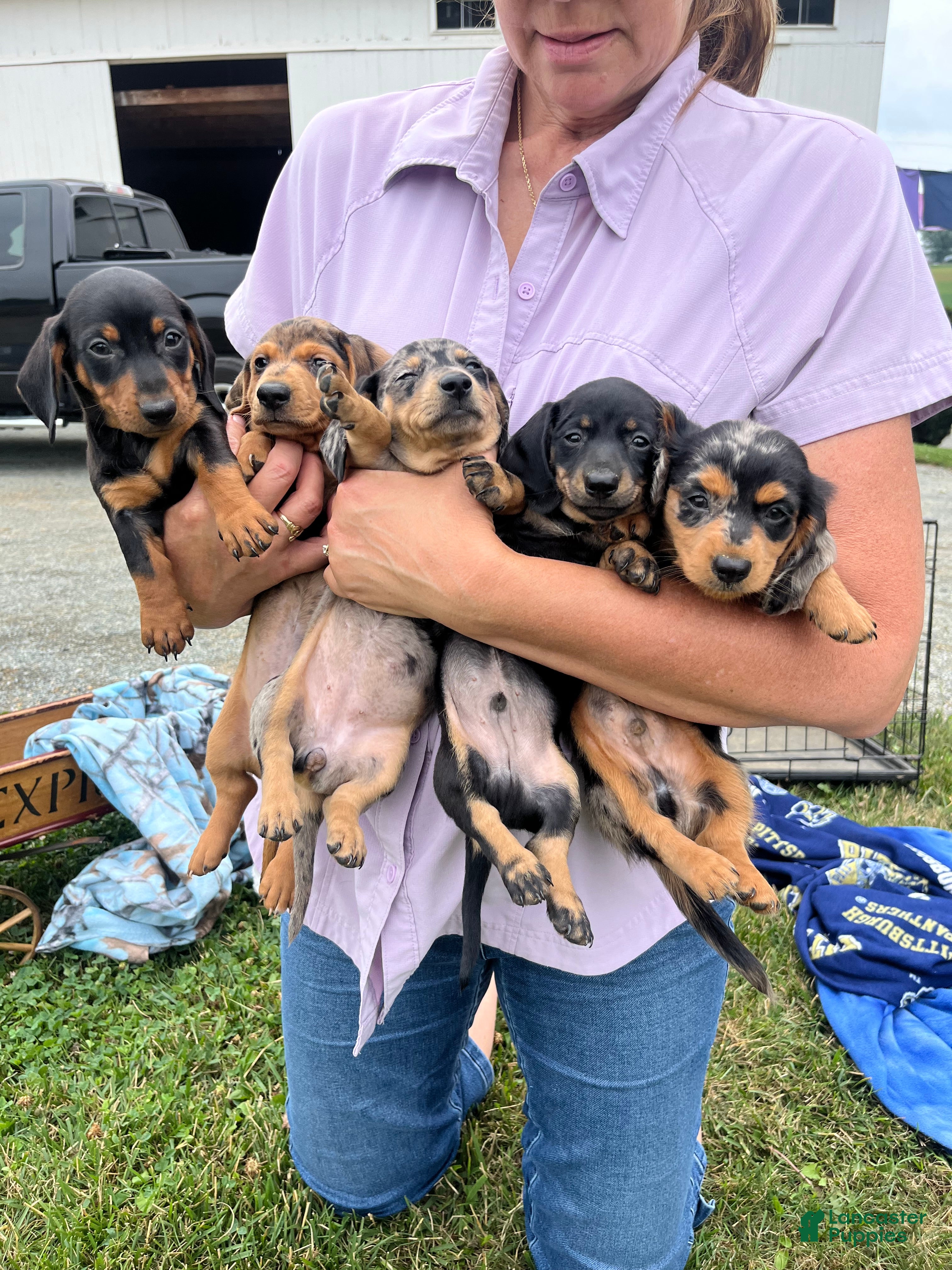 Dachshund dogs Digger Long Haired - Ad 2