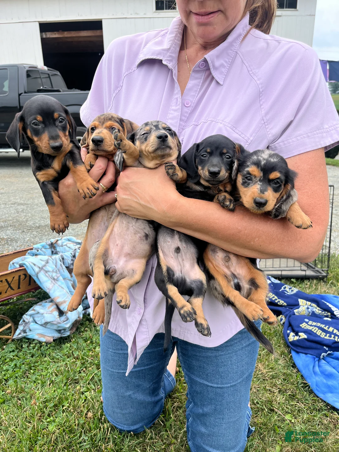 Dachshund dogs for sale: Digger Long Haired - Ad 2