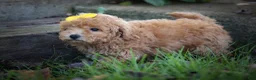 Bichpoo dogs for sale: Nella🌸 - Ad 10