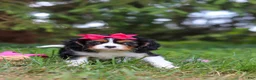 Cavalier King Charles Spaniel dogs for sale: Dove - Ad 7